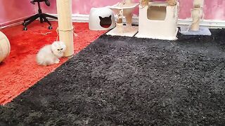 Training my kitten to jump and climb