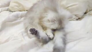 the naughty little brother