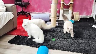 funny Pregnant cat playing with her old son