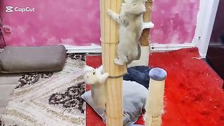 When a Persian cat loves you, this is how it behaves