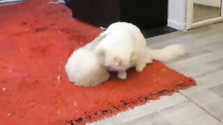 When a ragdoll turns into a bear