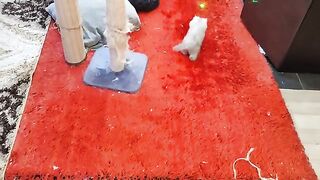 Training a Persian Kitten to Chase and Run