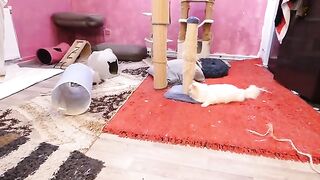 Who will win?