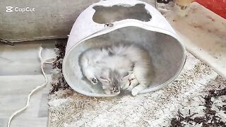 Climbing and wrestling Crazy friendship between Ragdoll and Persian kittens