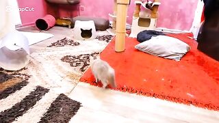 fierce fighting ragdoll VS Persian
