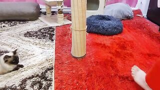 Kitten training. To box.