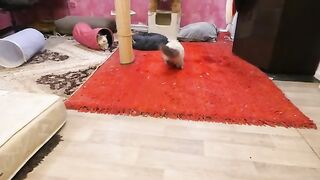 The kitten outperforms the adults in jumping and h