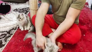ragdoll kittens reaction when i act like a cat