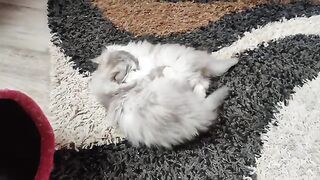 Ragdoll kittens wake up to make trouble.