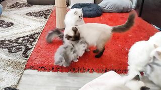She wants to play but her brother stops her.
