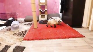 He looks cute and calm but see the truth in this video