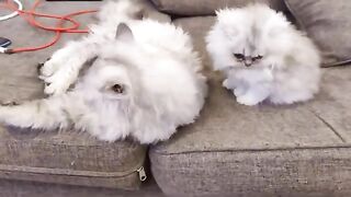 Persian kitten climbs tree for the first time.funny