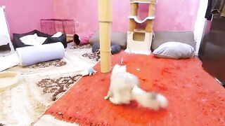 Although he is a small cat, he can run faster than adults.