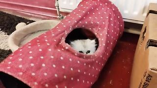 Training kittens to play and jump