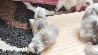 3 weeks old unexpected skills