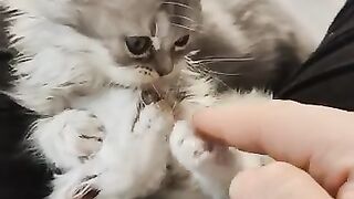 This is why my Persian cat wont leave my lap