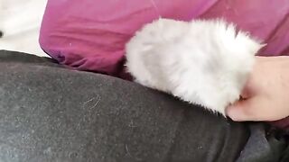 Persian kitten 4 weeks old decided to wrestle me personally.