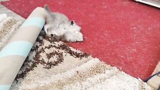 Brothers train their little brother to fight and climb.