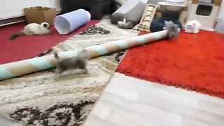 8 weeks old wants to meet giant cats