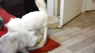 He was chasing his sister but became the prey