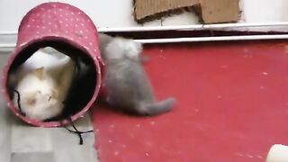 The kittens made the big cat crazy and out of control.