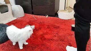 kitten forgot his mother and started following me thinking that I am his mother .What should I do?