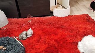 Training cats to be confident and friendly