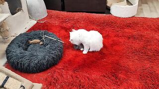 My introvert cat plays with me for the first time
