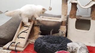 Watch to the end how the little cats beat the big cat