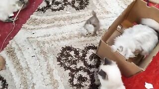 Watch to the end how the little Persian cat started learning self-defense
