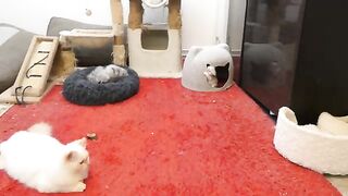 Watch to the end how the little cat was able to trick the big cat