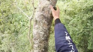 harvesting forest honey bees in very tall trees