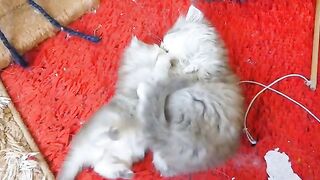 baby Persian kitten started training with his brother.