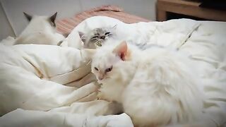 cute ragdolls relationship