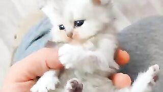 Persian kittens reactions after I started playing with him for the first time