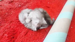 Fun with cats is on another level