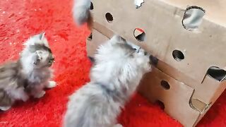 The little boy tries to join in the game with his brothers but hunger overcame him.