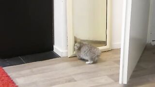 New talents presented to us by Mr. Ragdoll