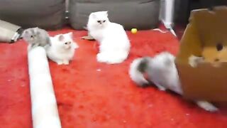 funnyanimals