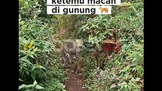 Momen langka ketemu macan di gunung