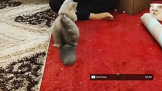 Training ragdoll kittens to love their owner