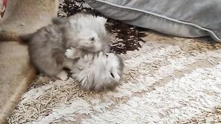 Teaching kittens taekwondo