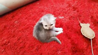 2weeks old Persian cat without its mother for the first time