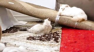 A sudden attack on small cats by big cats because of this thing Watch until the end