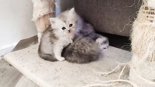 Oh, what cool cats!