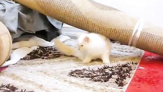 Training kittens to defend themselves