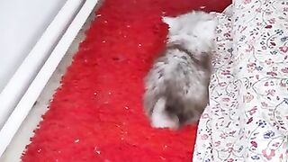 Training a ragdoll kitten at one month old