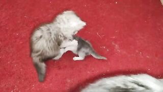 Annoying his little brother