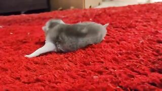 He is a week old and started looking for his mother.