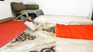 Smart kittens defends his mother in this funny way